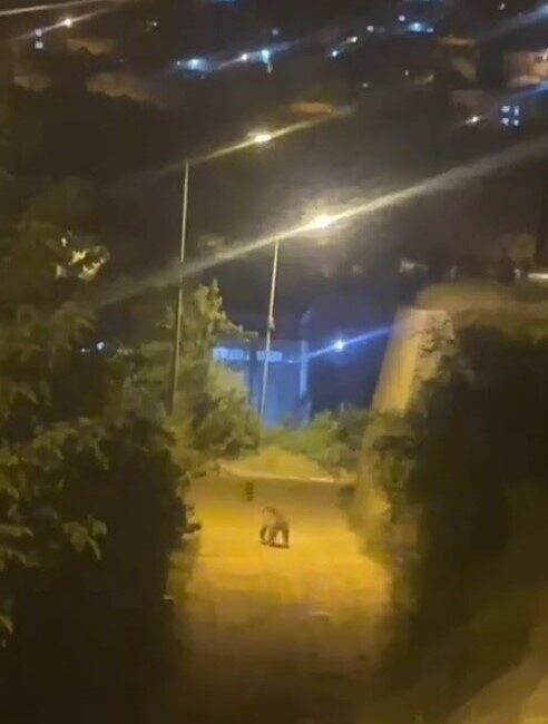 Gümüşhane’de şehir merkezine kadar inen bir ayı, vatandaşlar tarafından görüntülendi.