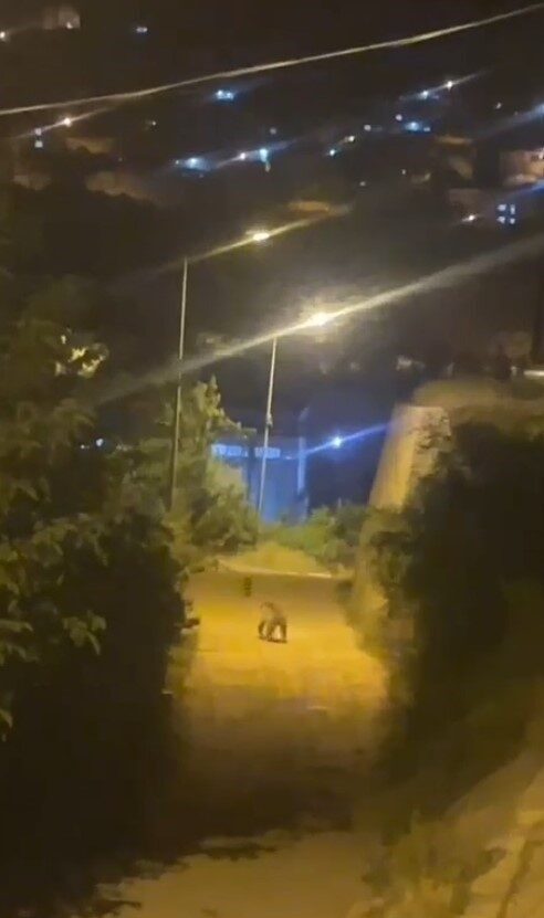Gümüşhane’de şehir merkezine kadar inen bir ayı, vatandaşlar tarafından görüntülendi.