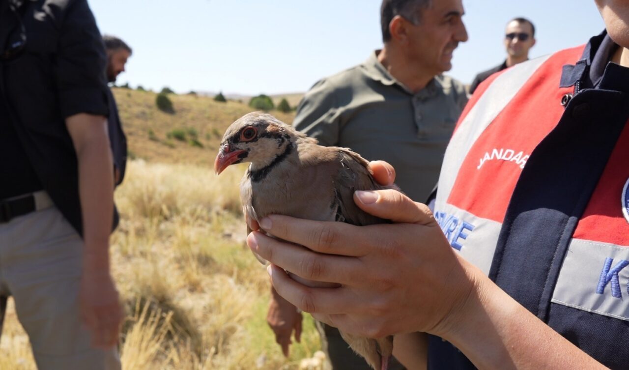 Gümüşhane’de kenelerle mücadele için Kelkit’te yetiştirilen 400 kınalı keklik doğaya