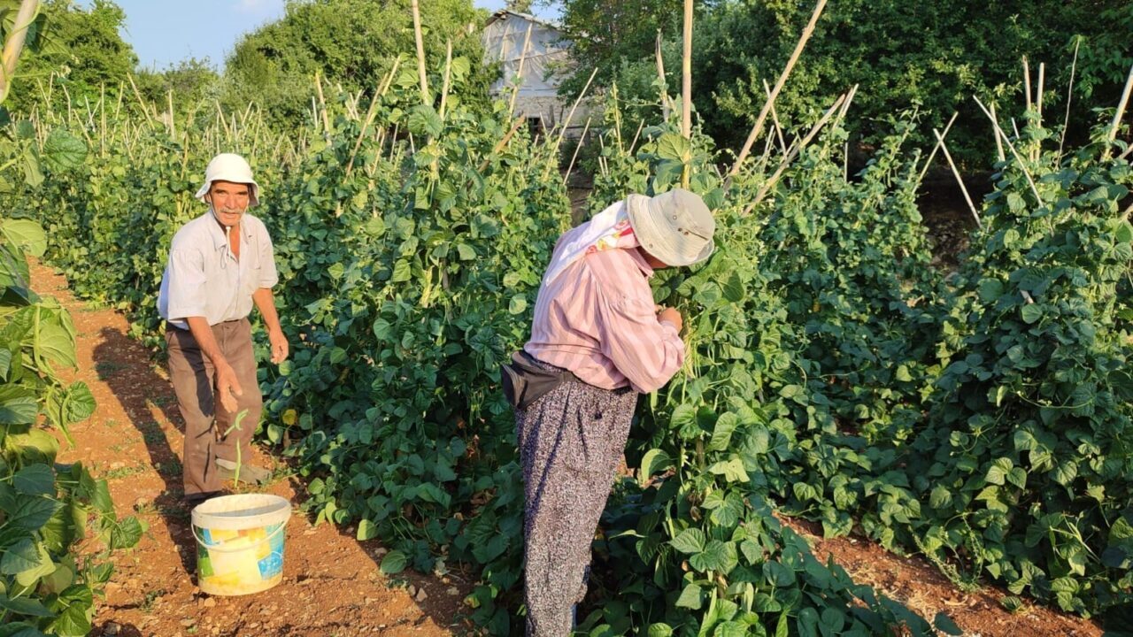 Denizli’nin Çameli ilçesinde tamamen doğal yöntemlerle yetiştirilen meşhur Çameli sırık