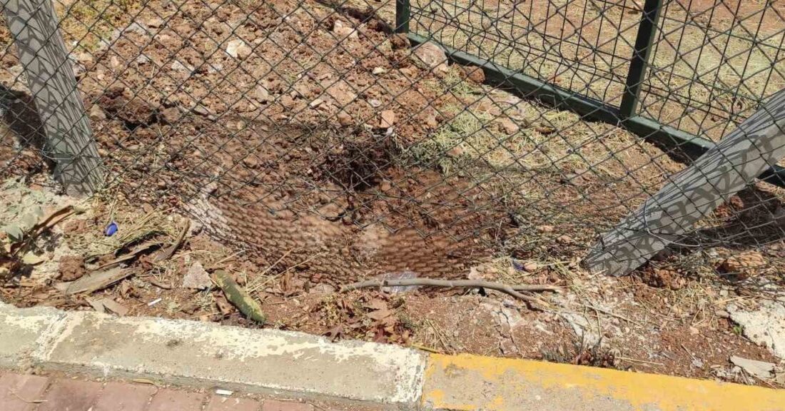 Şanlıurfa’da bulunan Harran Üniversitesinde iddiaya göre başıboş köpekler, kampüs içerisindeki