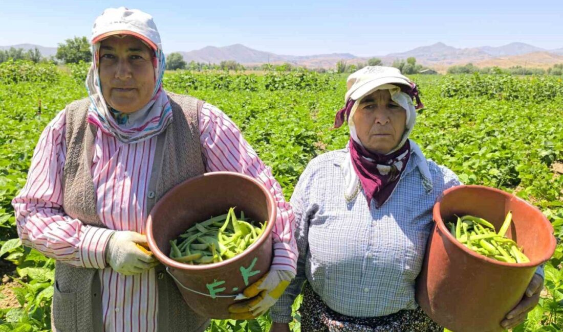 Afyonkarahisar’ın Şuhut ilçesinde fasulye hasadı başlarken, geçen yıla göre satış