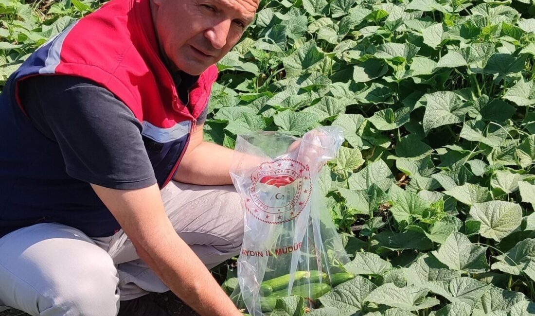 Aydın’ın Didim ilçesinde sahaya inen ilçe tarım ekipleri, pestisit kontrolü