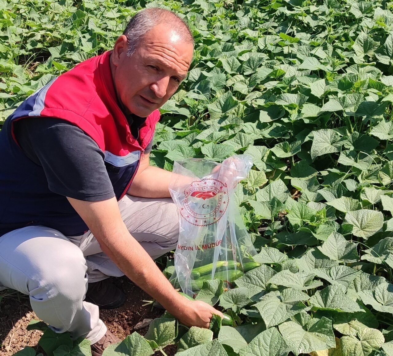 Aydın’ın Didim ilçesinde sahaya inen ilçe tarım ekipleri, pestisit kontrolü