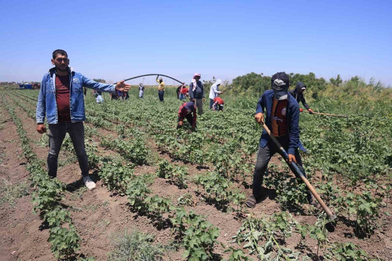 Termometrelerin 40 dereceye aştığı Hatay’da pamuk tarlasında çalışan tarım işçileri