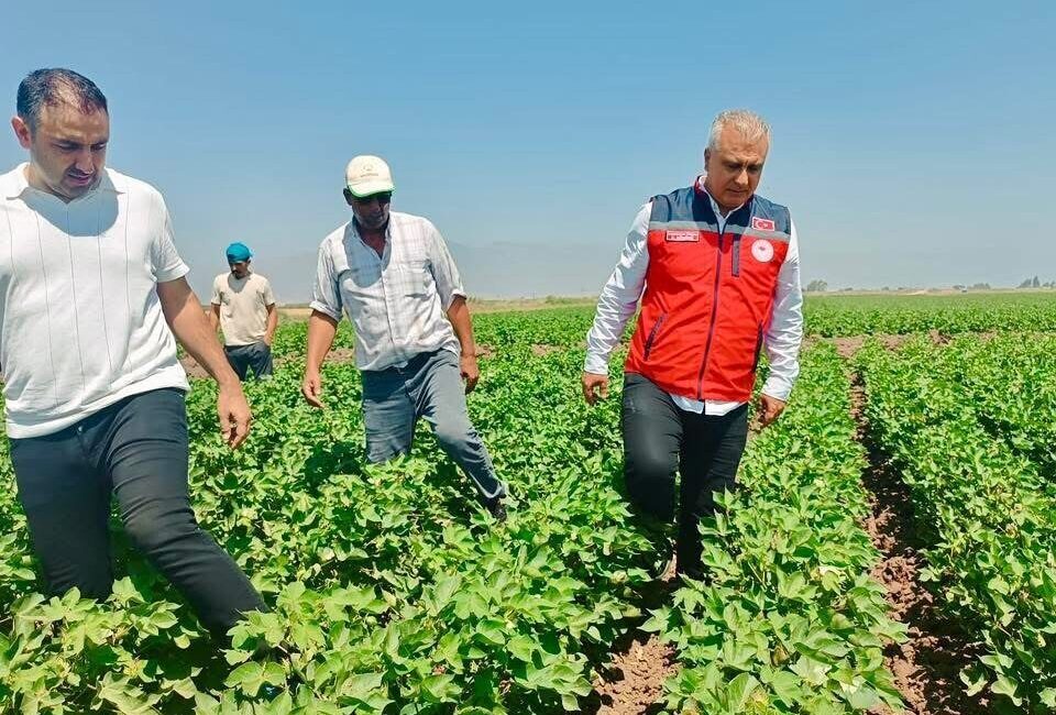 Hatay’da Tarım ve Orman İl Müdürü Abdurrahman Türkmen, pamuk tohumlarının