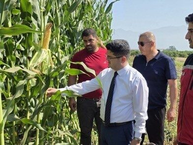 Hatay’ın Arsuz ilçesinde silajlık mısırın hasadına başlandı. Arsuz ilçesinde toplam