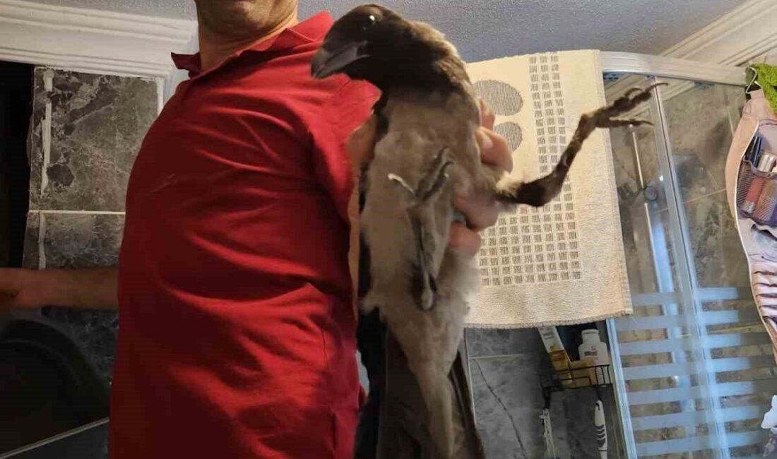 Kastamonu’nun Cide ilçesinde havalandırma boşluğuna düşen karga, vatandaş tarafından kurtarılarak
