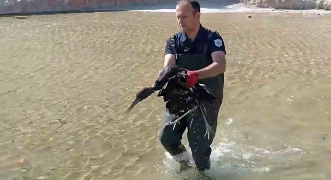 Malatya’nın Darende ilçesinde süs havuzuna düşen yaralı leylek itfaiye tarafından