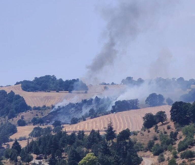 Samsun’un Havza ilçesinde çıkan anız yangını, ormanlık alana sıçrayarak paniğe