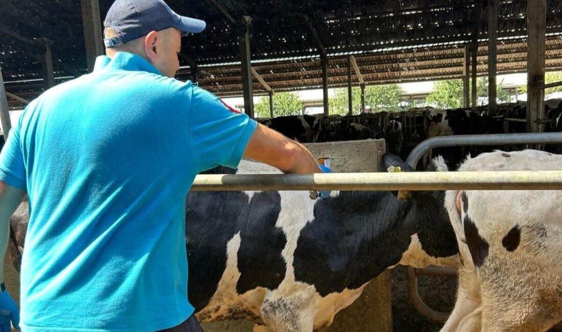 Tekirdağ’ın Hayrabolu ilçesinde, şap hastalığına karşı büyükbaş hayvanlar koruyucu aşılamaya