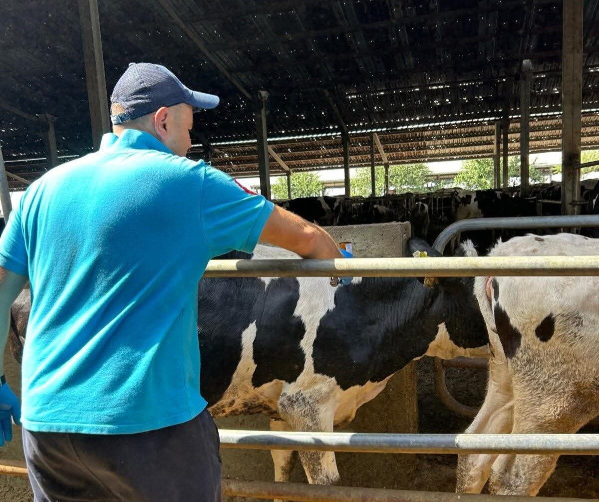 Tekirdağ’ın Hayrabolu ilçesinde, şap hastalığına karşı büyükbaş hayvanlar koruyucu aşılamaya