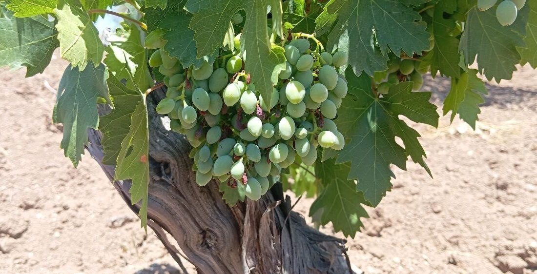 Kilis’in Musabeyli ilçesinde önemli bir geçim kaynağı olan horoz karası