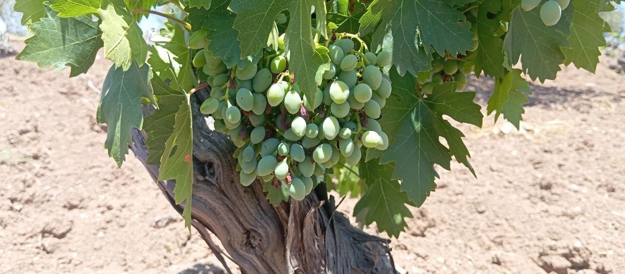 Kilis’in Musabeyli ilçesinde önemli bir geçim kaynağı olan horoz karası
