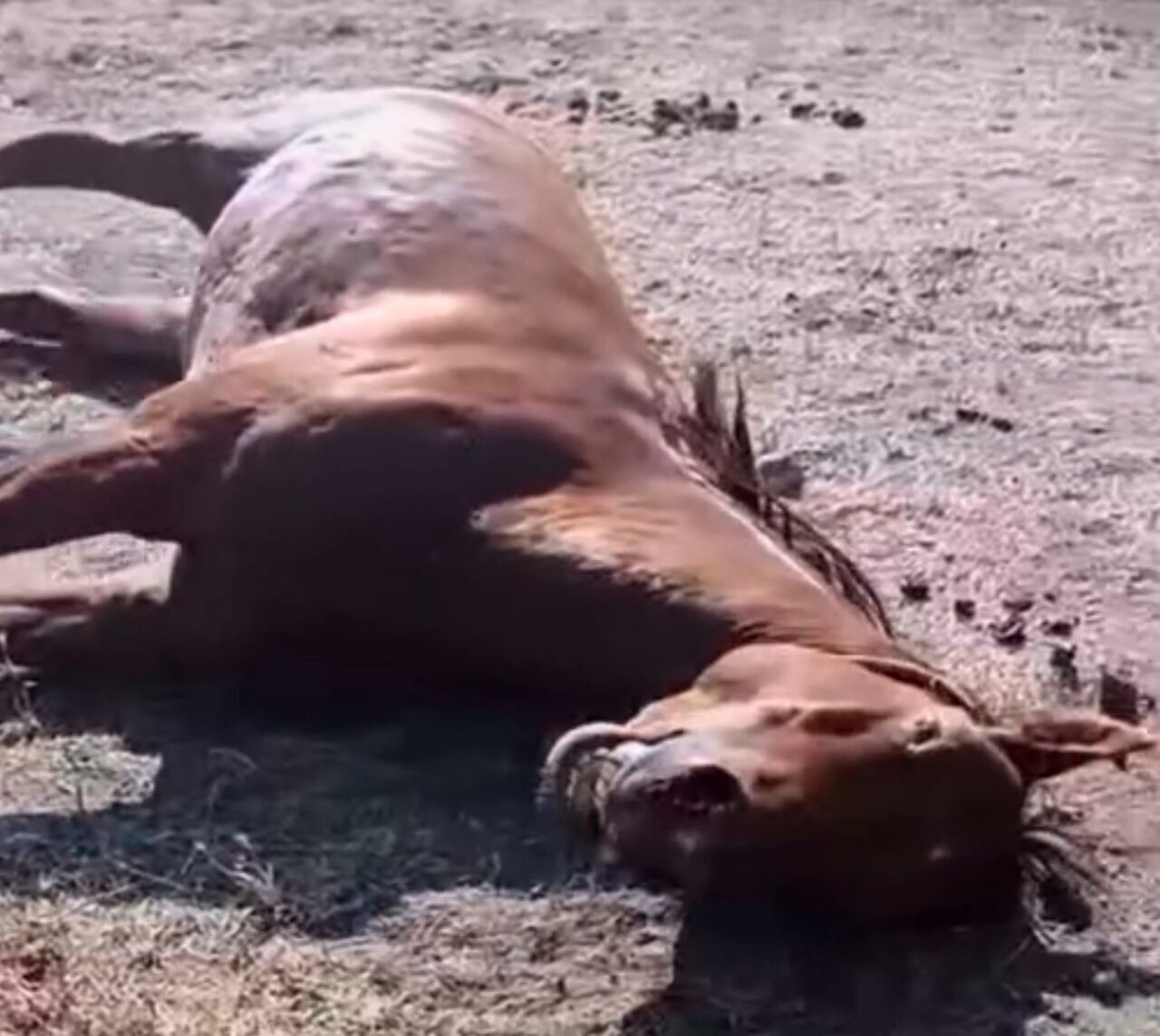 Ağrı’nın Doğubayazıt ilçesine bağlı Güngören köyünde bir şahıs, aralarında arazi