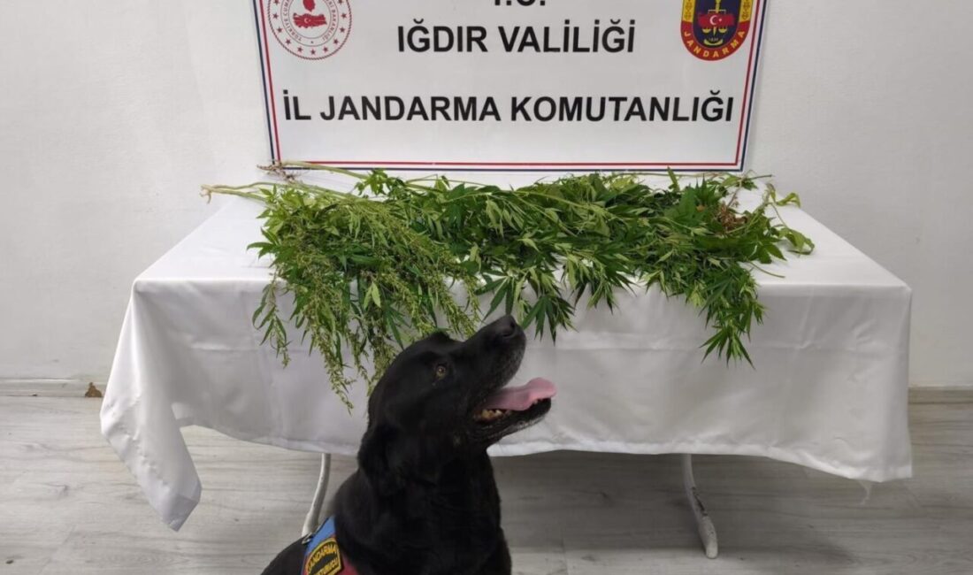 Iğdır İl Jandarma Komutanlığı ekiplerince uyuşturucuyla mücadele kapsamında 21-27 Temmuz