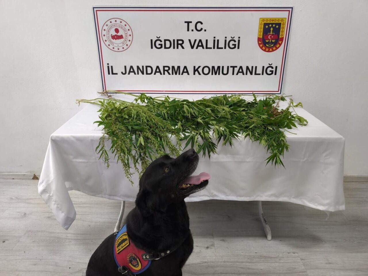 Iğdır İl Jandarma Komutanlığı ekiplerince uyuşturucuyla mücadele kapsamında 21-27 Temmuz