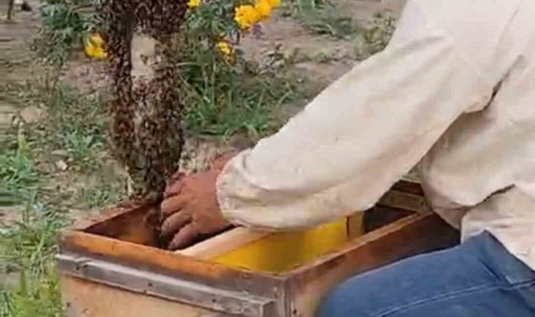 Iğdır’da bal üretimi için kullanılan kovanlardan kaçan kraliçe arı, şehir
