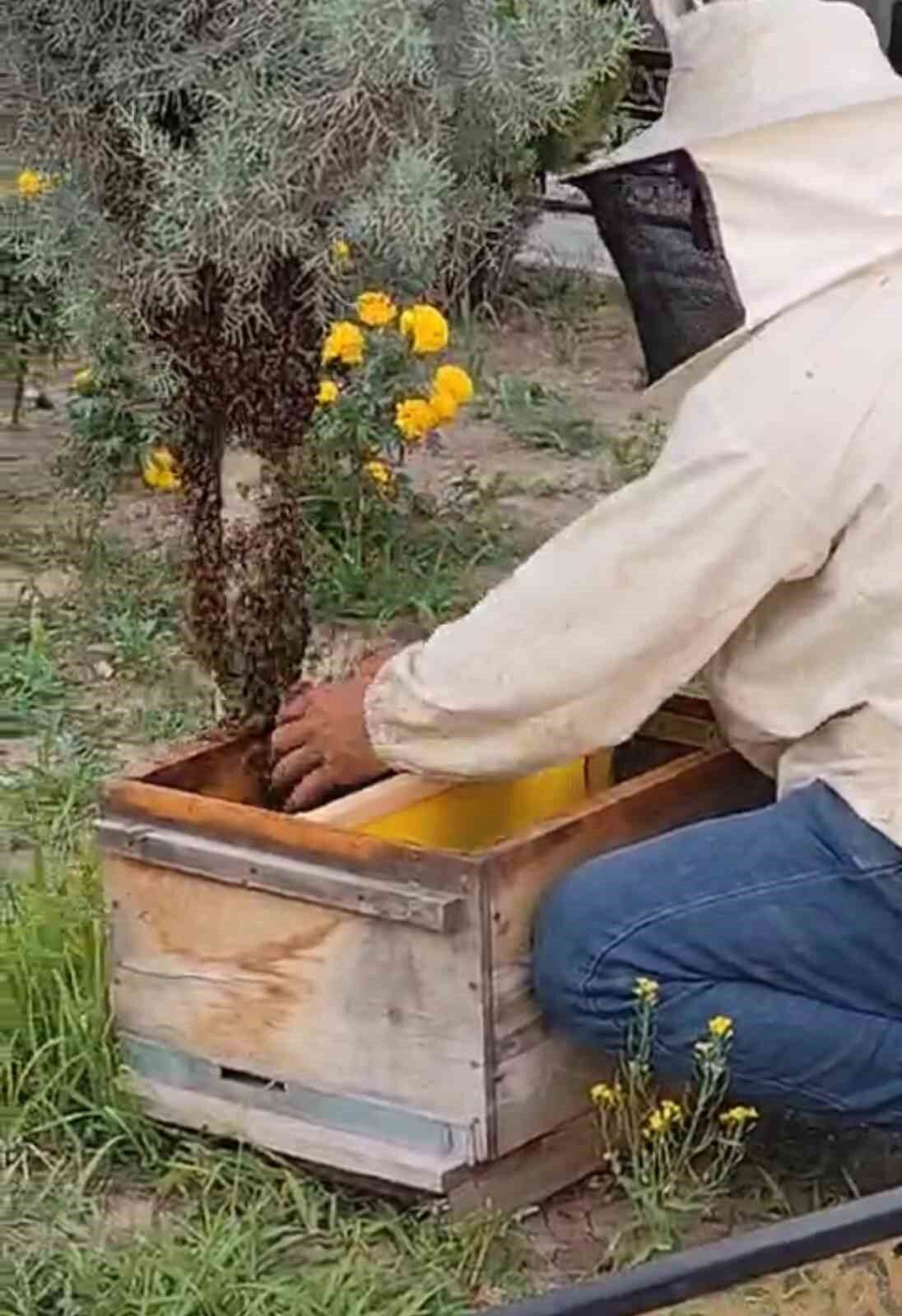 Iğdır’da bal üretimi için kullanılan kovanlardan kaçan kraliçe arı, şehir
