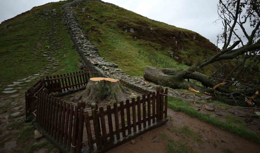 İngiltere’de 2023 yılında 200 yaşında olduğu tahmin edilen ikonik ’Sycamore