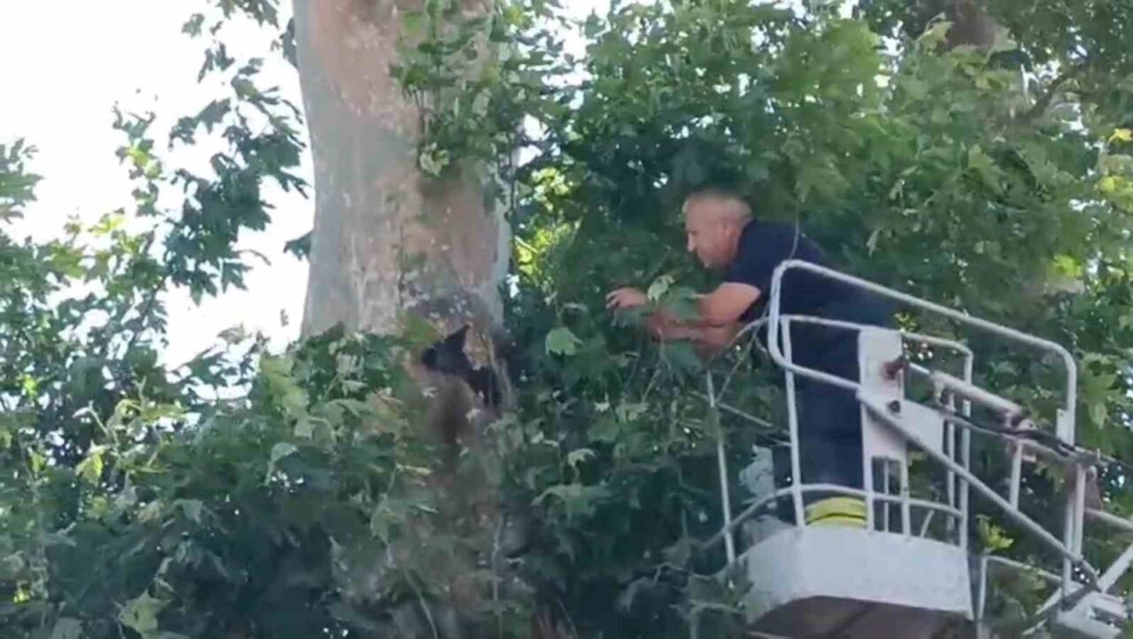 Tekirdağ’ın Çorlu ilçesinde ayağına ip dolanarak ağaca asılı kalan karga,