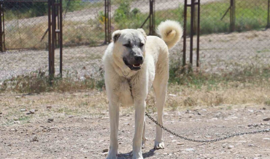 Gücü, cesareti ve sadık yapısı ile Türkiye’nin milli değeri olan