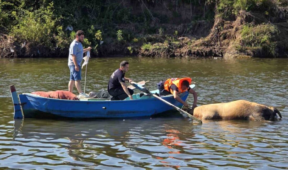 Samsun’da ırmağa düşerek telefon olan büyükbaş hayvan itfaiye ve kurtarma