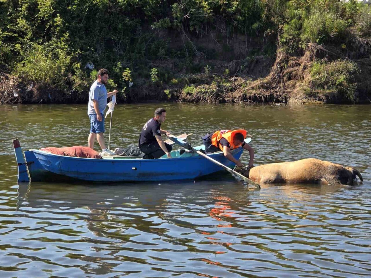 Samsun’da ırmağa düşerek telefon olan büyükbaş hayvan itfaiye ve kurtarma