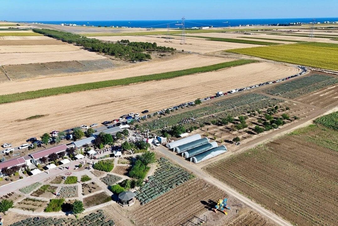 İstanbul’da Silivri Belediyesi, Tarımsal Üretim ve Araştırma Merkezi’nde düzenlenen Lavanta