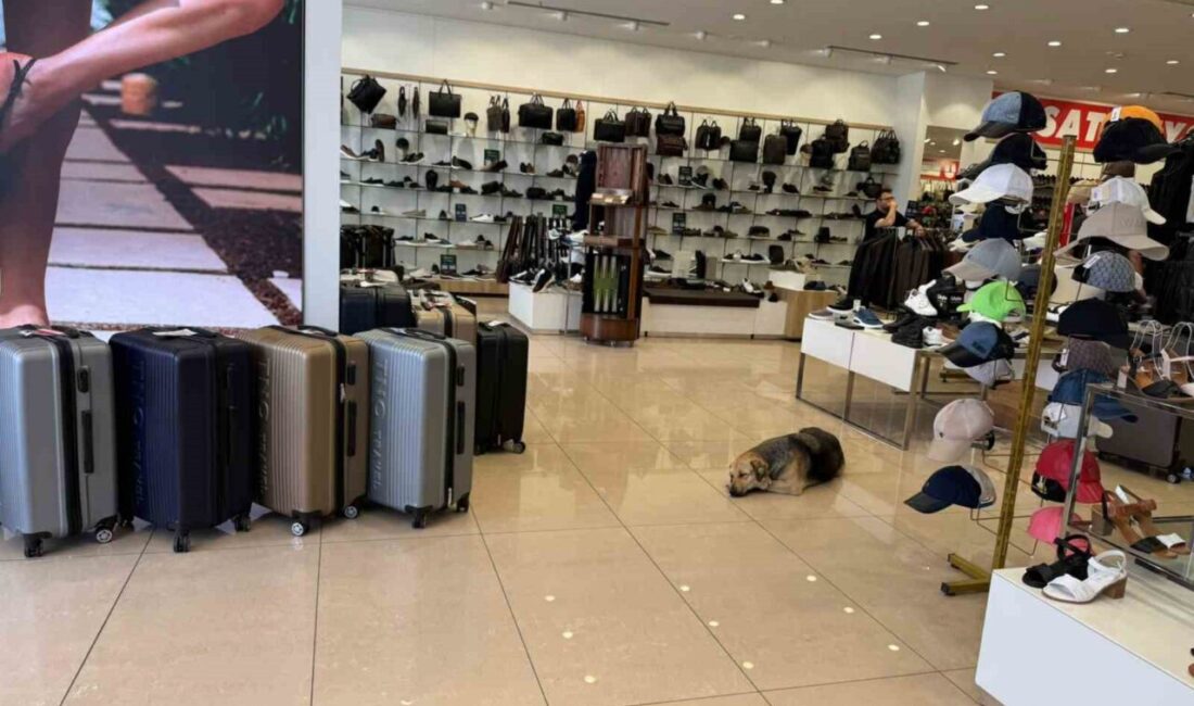 Afrika sıcaklıklarının etkisi altındaki İstanbul’da hissedilen sıcaklık 47 dereceye kadar