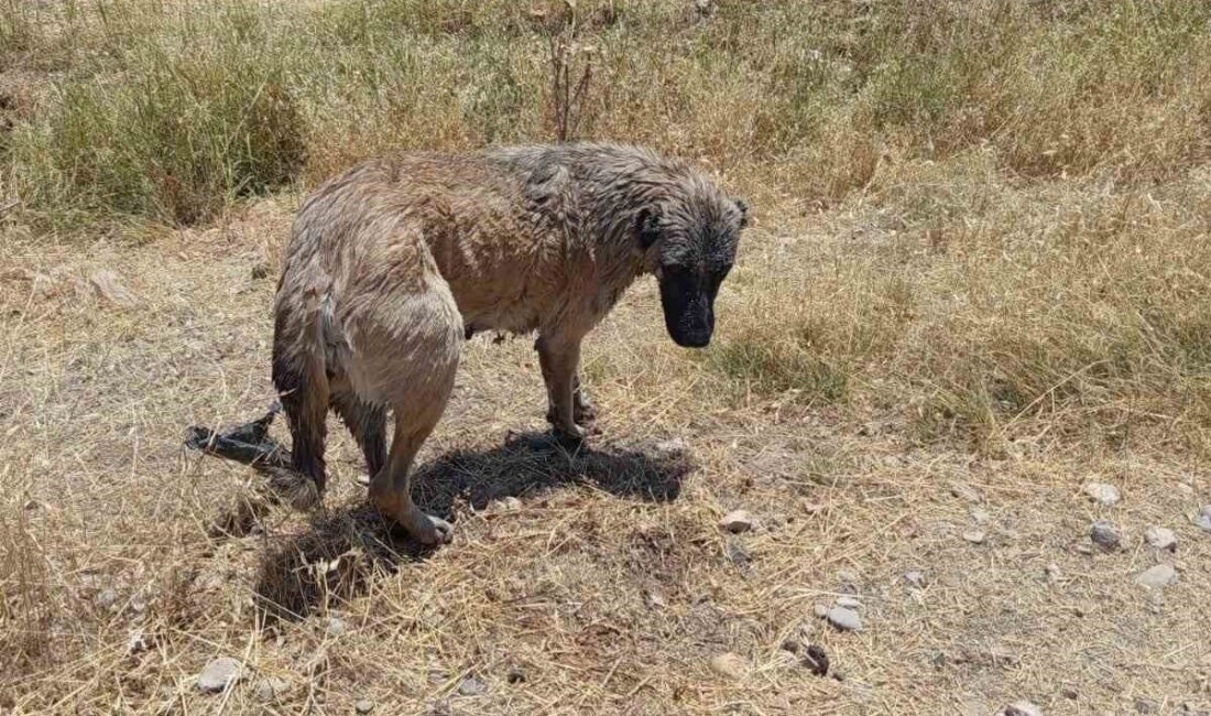 Diyarbakır’ın Çınar ilçesinde su kanalına düşen köpek, itfaiye ekipleri tarafından