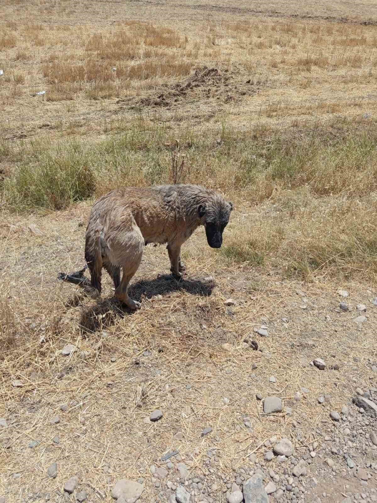 Diyarbakır’ın Çınar ilçesinde su kanalına düşen köpek, itfaiye ekipleri tarafından