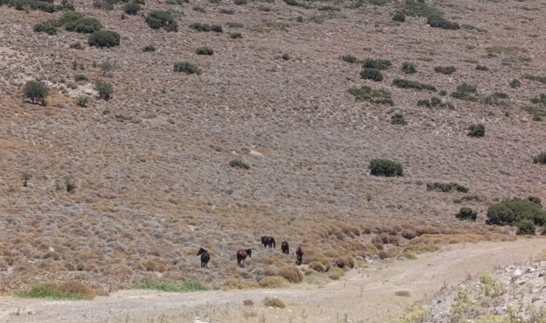 İzmir’in Aliağa ilçesinde, kuraklık nedeniyle su sıkıntısı yaşayan yaban hayvanları