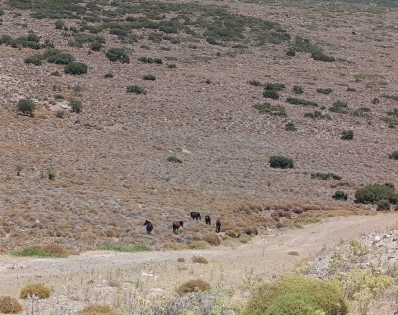 İzmir’in Aliağa ilçesinde, kuraklık nedeniyle su sıkıntısı yaşayan yaban hayvanları