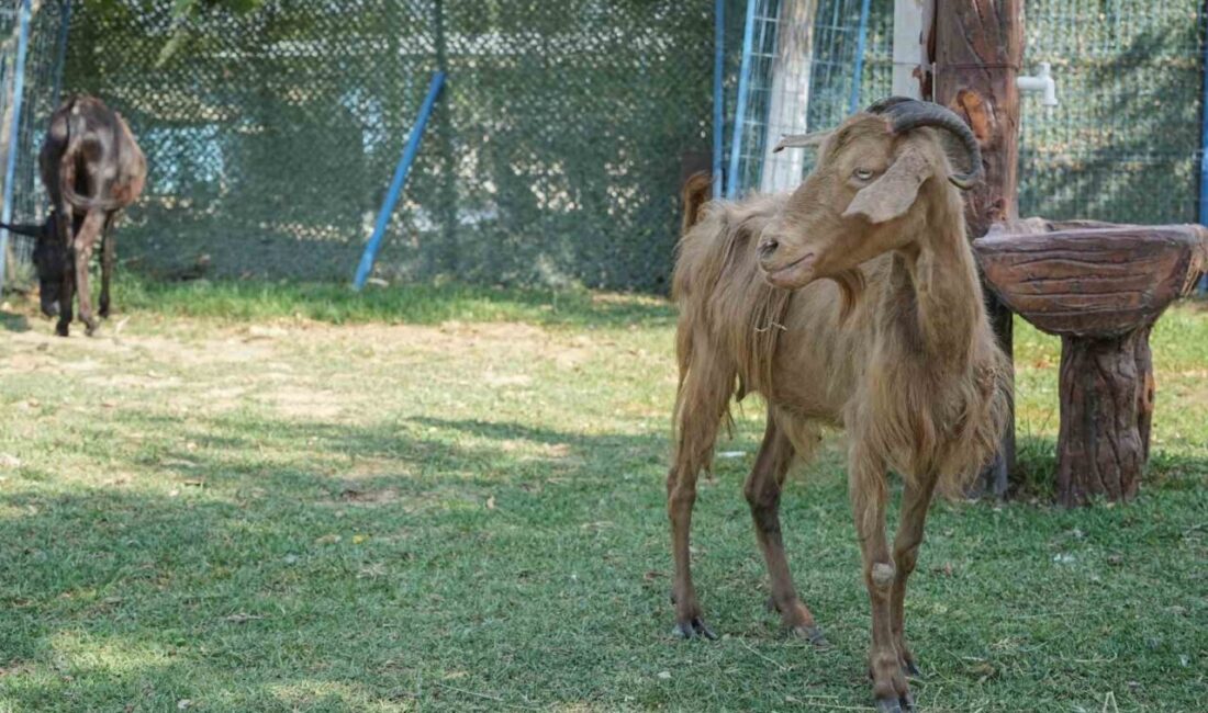 İzmir’deki orman yangınından kurtarılan bir çok hayvan Bursa’daki HAYTAP Emekli