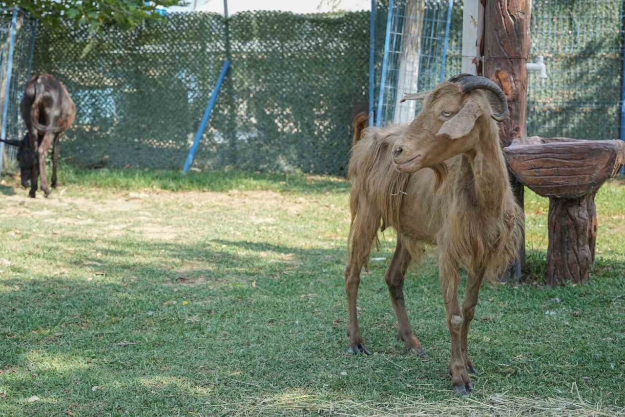 İzmir’deki orman yangınından kurtarılan bir çok hayvan Bursa’daki HAYTAP Emekli