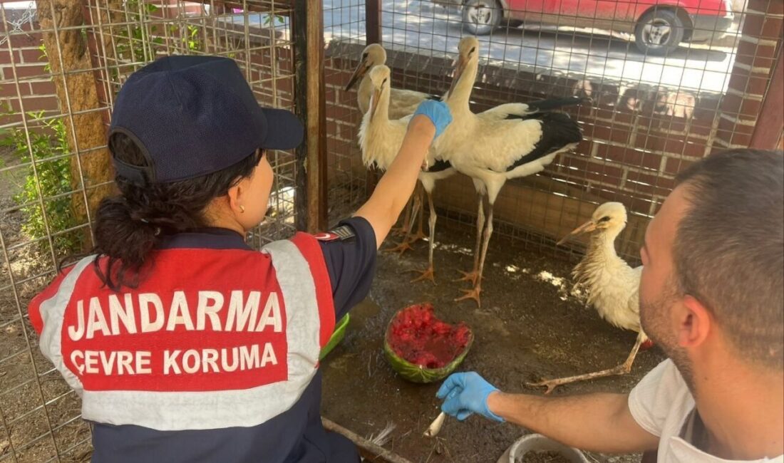 Aydın’ın Kuyucak ilçesinde bacağı kopan yaralı leylek jandarma eşliğinde veterinere