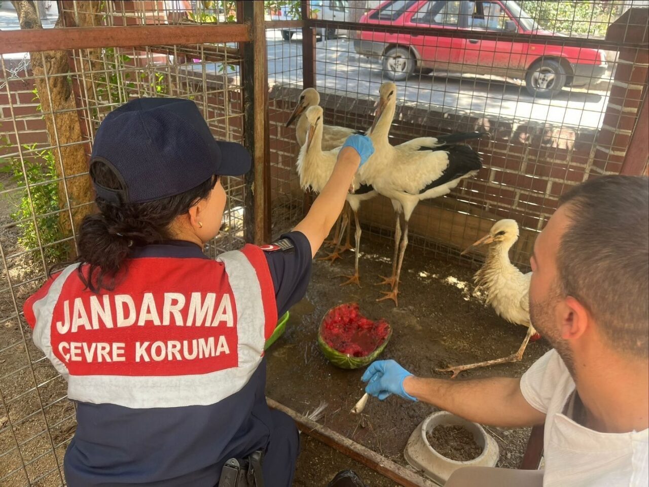 Aydın’ın Kuyucak ilçesinde bacağı kopan yaralı leylek jandarma eşliğinde veterinere