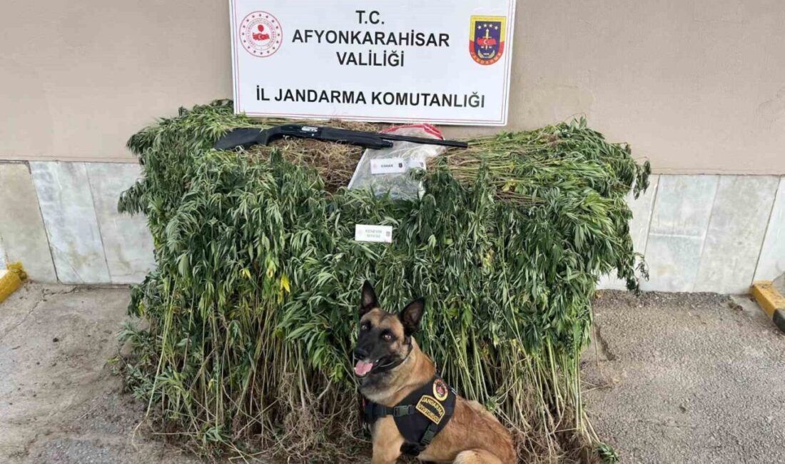Afyonkarahisar’da köylerindeki evinin bahçesine kenevir ekerek esrar elde eden iki