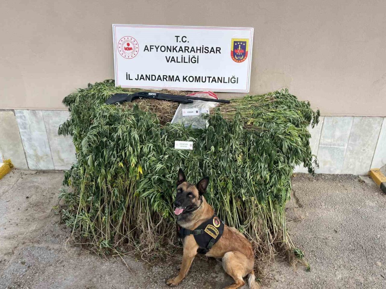 Afyonkarahisar’da köylerindeki evinin bahçesine kenevir ekerek esrar elde eden iki