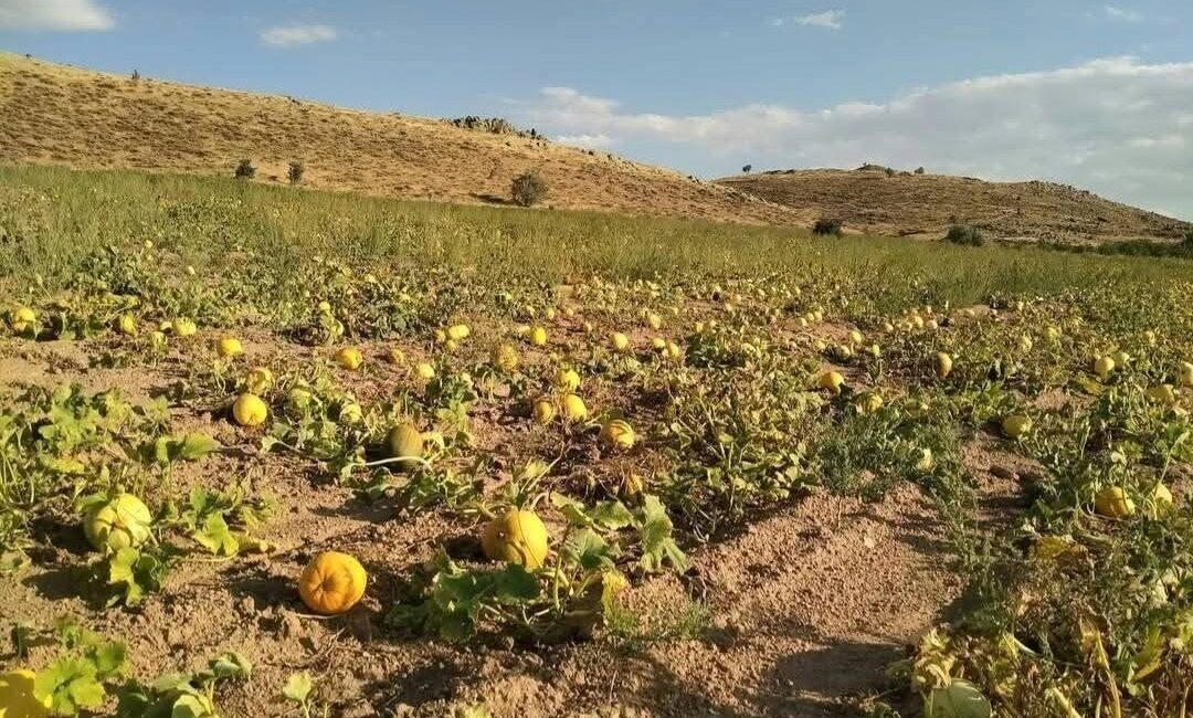 Erciyes Dağı eteklerinde kumsal topraklarda susuz olarak yetişen kabak çekirdeği