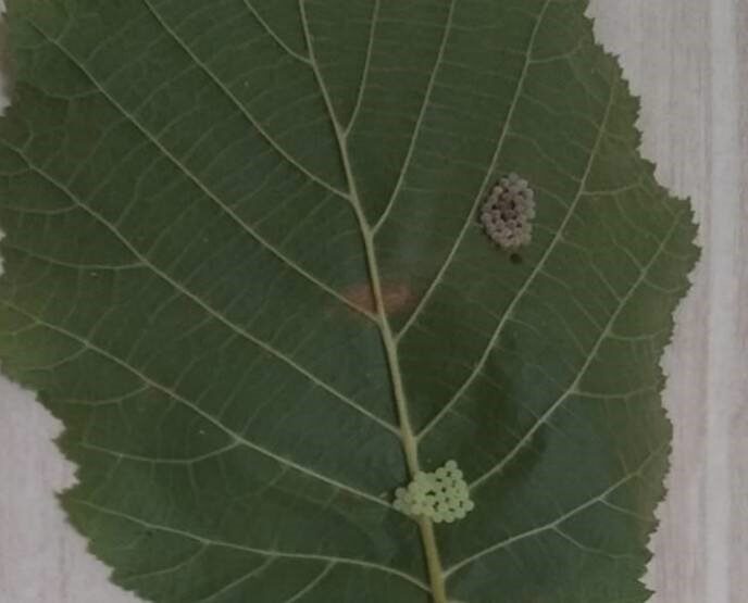 DÜZCE(İHA) – Düzce’de özellikle fındık ürünü başta olmak için bir