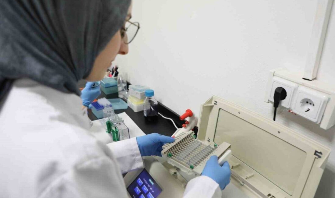 Bartın Üniversitesinin (BARÜ) TÜBİTAK tarafından desteklenen projesiyle kereviz tohumunun farklı