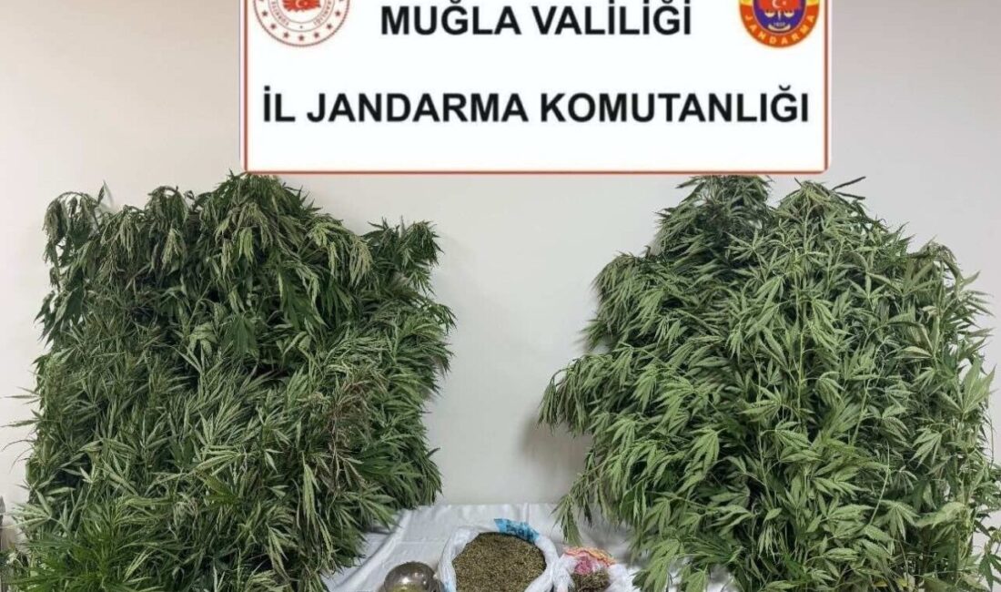 Muğla’nın Menteşe ilçesi Orhaniye Mahallesi Karabağlar Yaylası’nda jandarma ekiplerince düzenlenen
