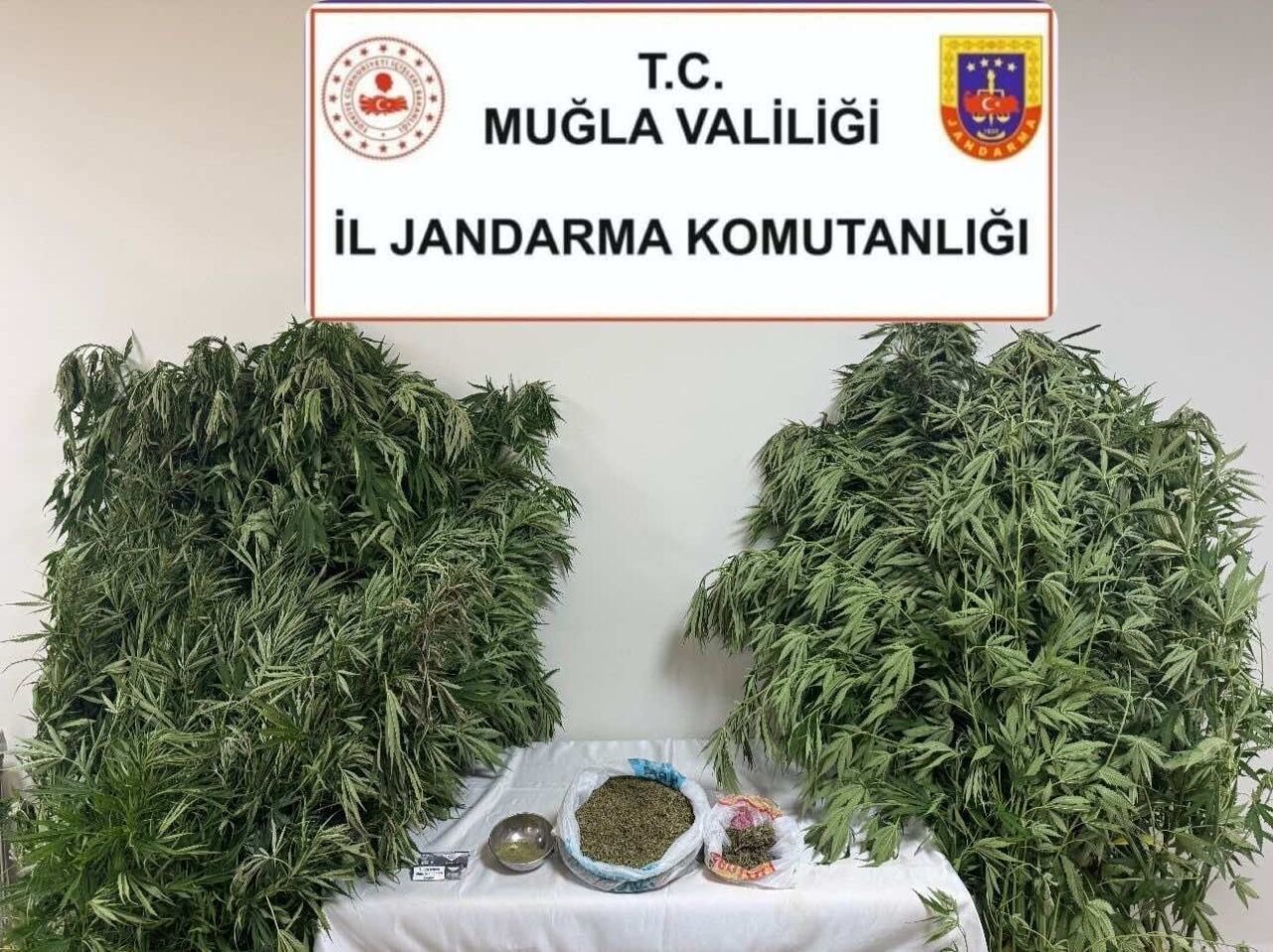 Muğla’nın Menteşe ilçesi Orhaniye Mahallesi Karabağlar Yaylası’nda jandarma ekiplerince düzenlenen