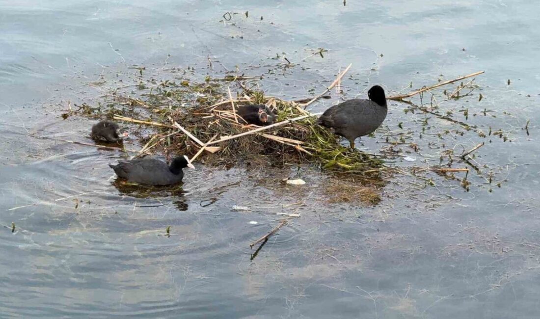 Adana’da Karabataklar Seyhan Nehri üzerine çalı ve ot taşıyarak yuva