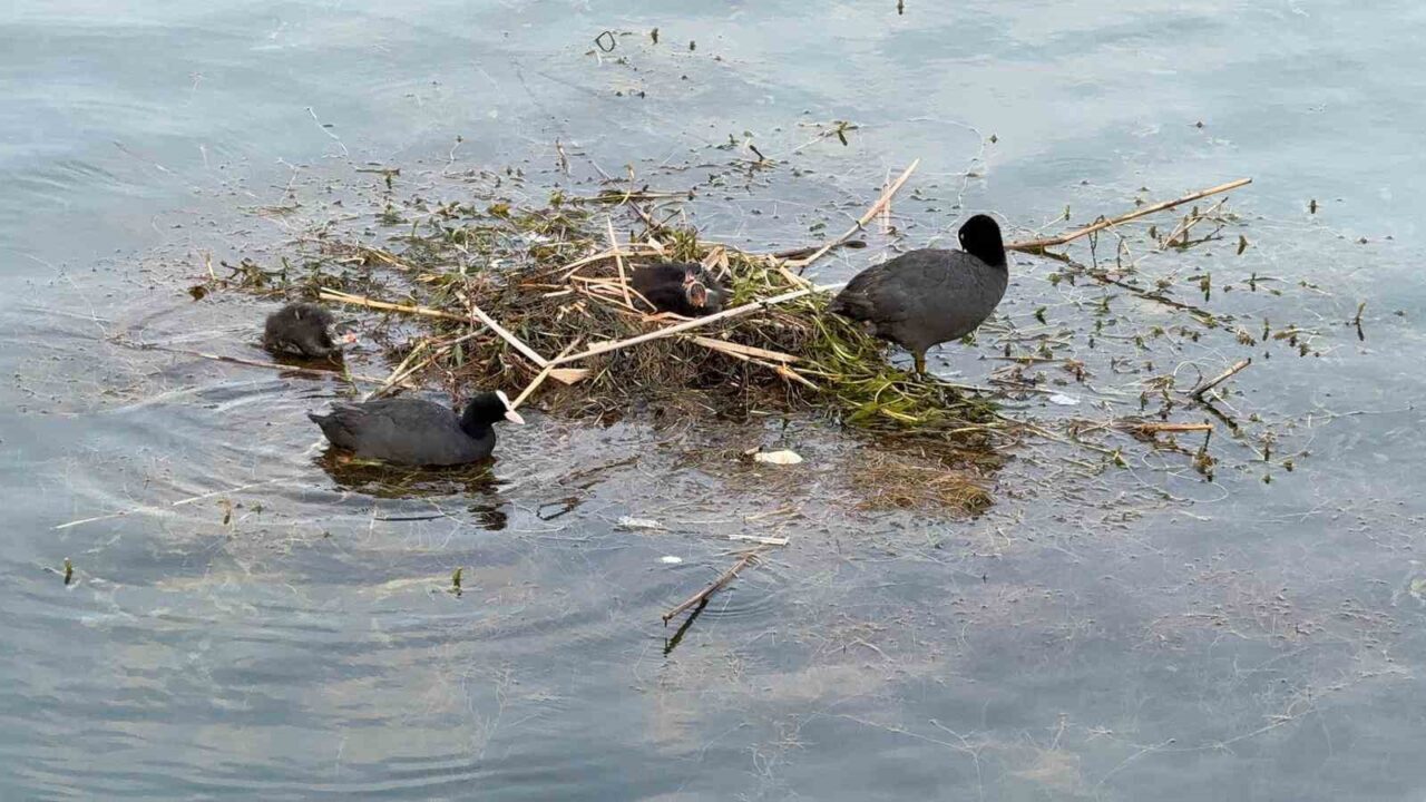Adana’da Karabataklar Seyhan Nehri üzerine çalı ve ot taşıyarak yuva