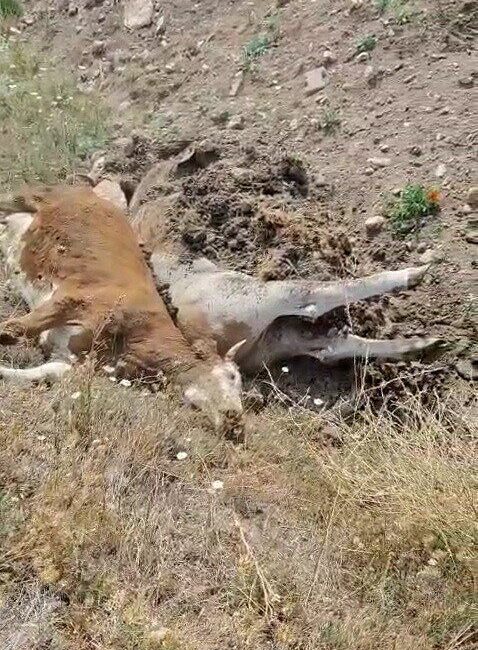 Karabük’ün Eskipazar ilçesinde şap hastalığı nedeniyle 3 büyükbaş hayvan telef