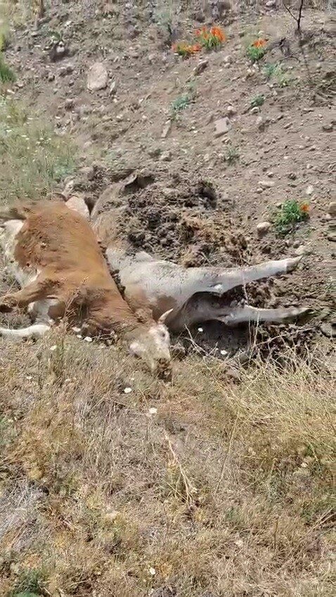 Karabük’ün Eskipazar ilçesinde şap hastalığı nedeniyle 3 büyükbaş hayvan telef