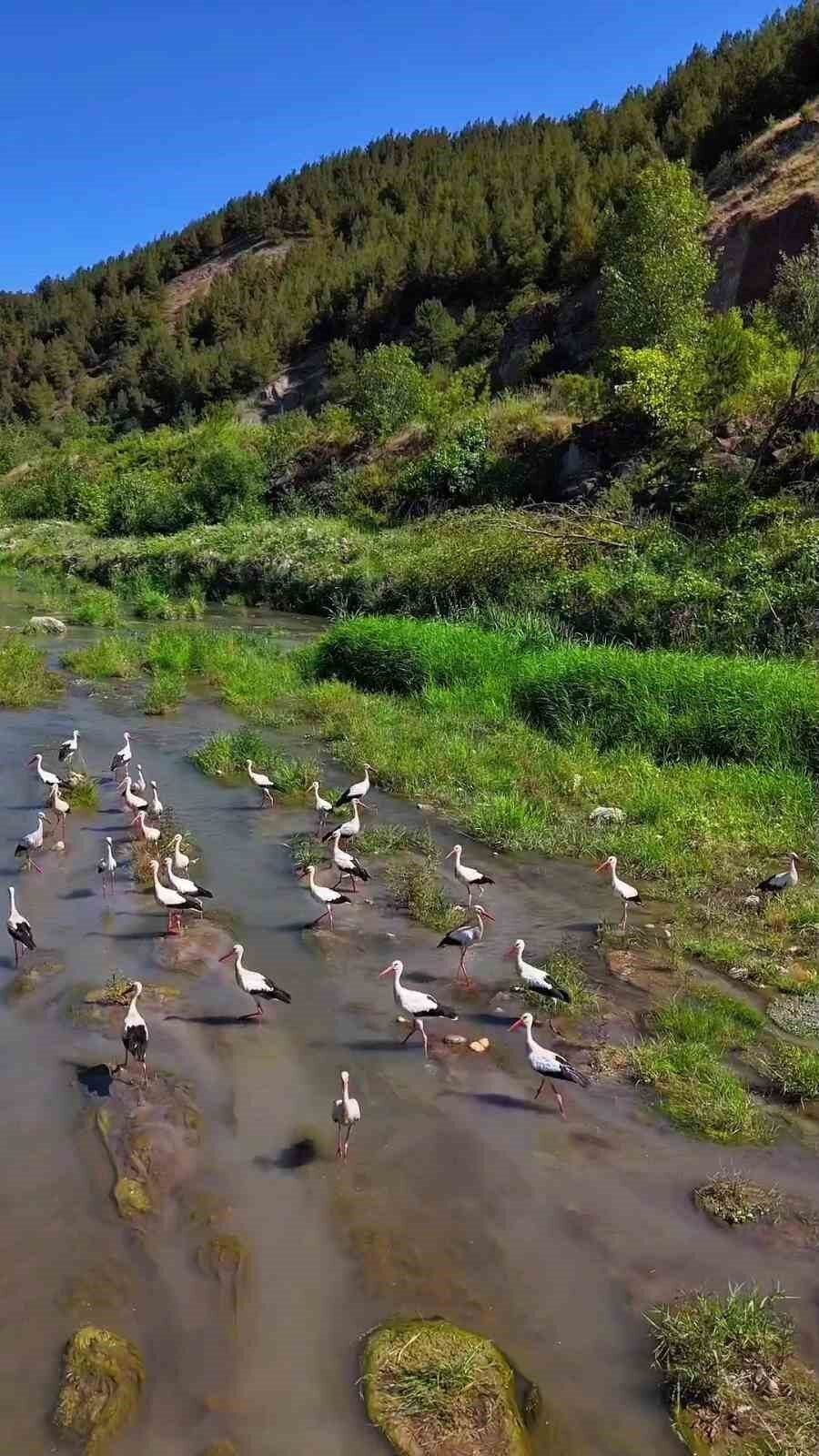 Karabük’te leylek sürüsüyle birlikte avlanan pelikan, dronla görüntülendi. Merkeze bağlı